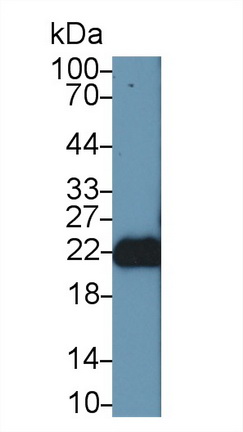 9642