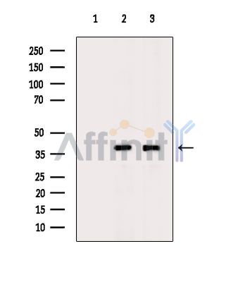 Валидация Affinity DF13866 - 9587