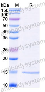 Валидация SDS-PAGE - AntibodySystem RXX00301
