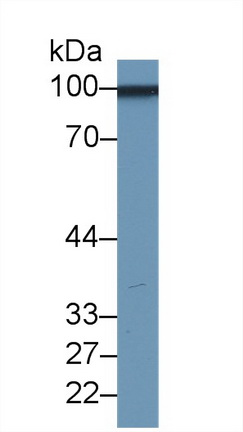 14494
