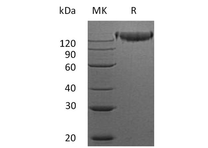 Валидация Elabscience PKSM041209(5115)