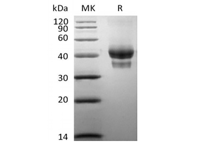 Валидация Elabscience PKSH033857(4092)