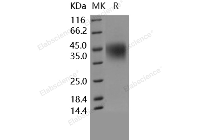 Валидация Elabscience PKSH030288(1235)