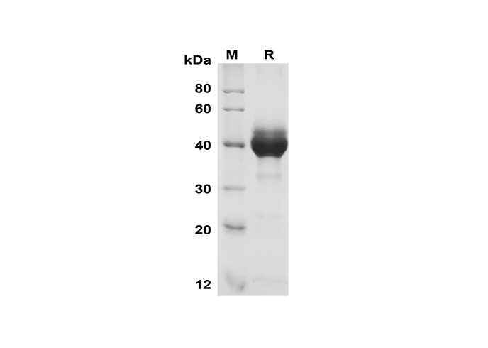 Валидация Elabscience PDMH100335(947)