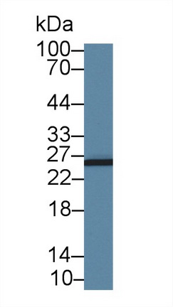 14430