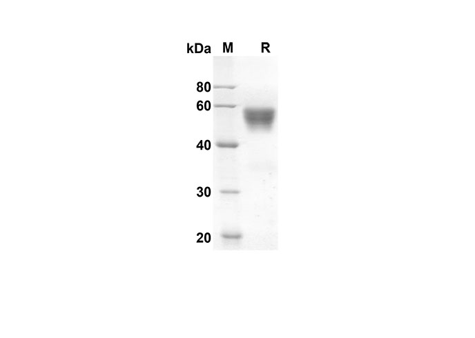 Валидация Elabscience PDMH100262(885)