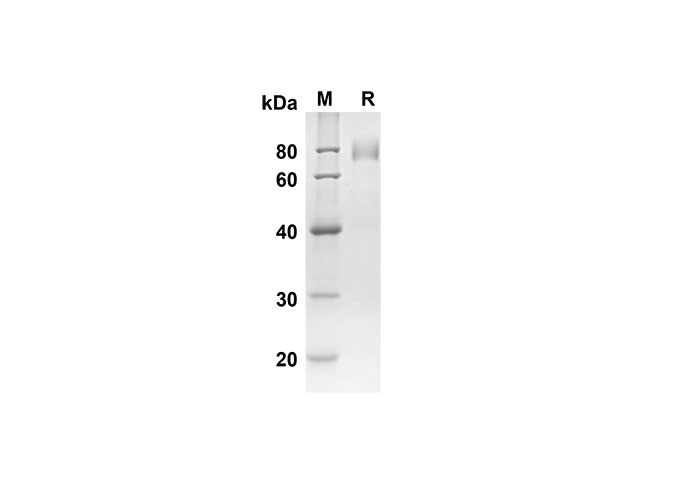 Валидация Elabscience PDMH100279(898)