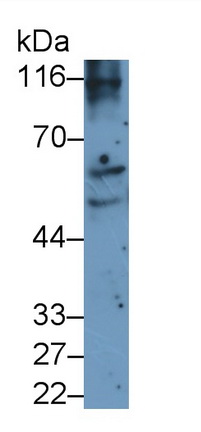 23595