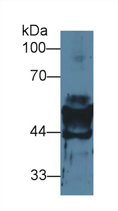 10233