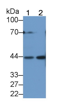 8269