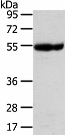 Валидация Elabscience E-AB-17186