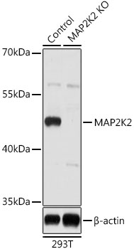 Валидация Elabscience E-AB-65103