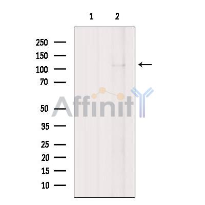 Валидация Affinity DF8893 - 21003