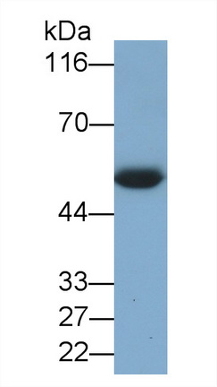 58742