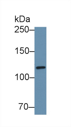 12559