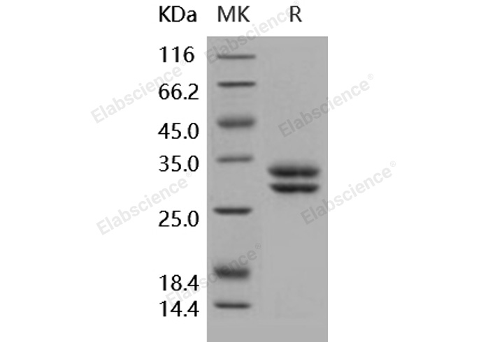 Валидация Elabscience PKSH031771(2406)