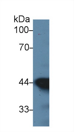 14697
