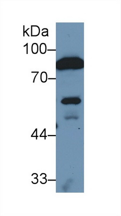 13152