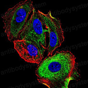 Валидация IF - AntibodySystem RHD31004 (603)