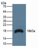 1054