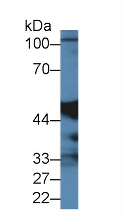 14443