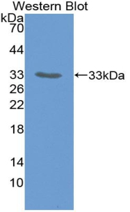 39724