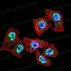 Валидация IF - AntibodySystem RHD38002