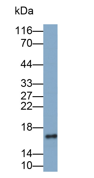 33456