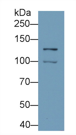 19033