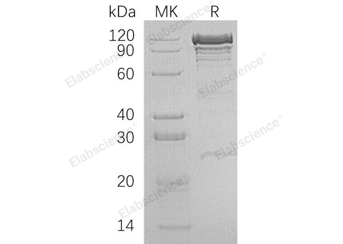 Валидация Elabscience PKSH033212(3558)