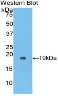 40830
