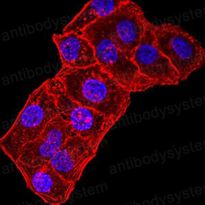 Валидация IF - AntibodySystem RHG36902 (1208)