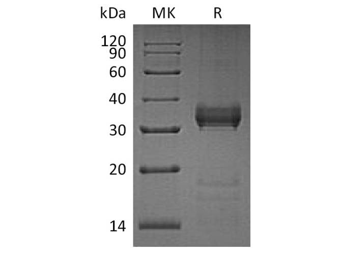 Валидация Elabscience PKSH033439(3761)