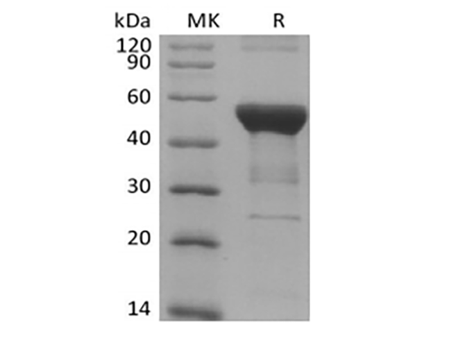 Валидация Elabscience PKSH033954(4183)