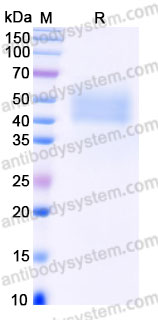 AHH04602, SDS-PAGE