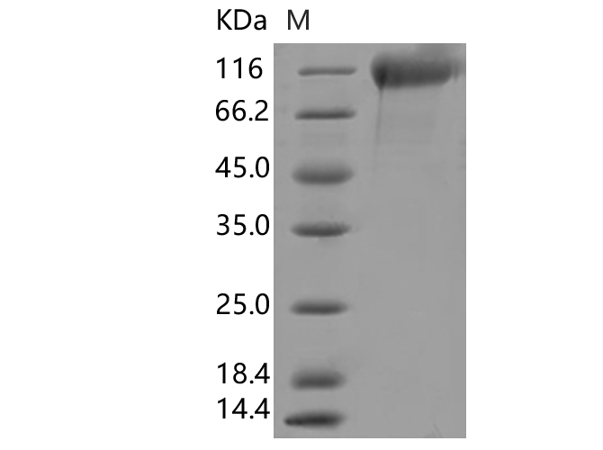Валидация Elabscience PKSV030347(6080)