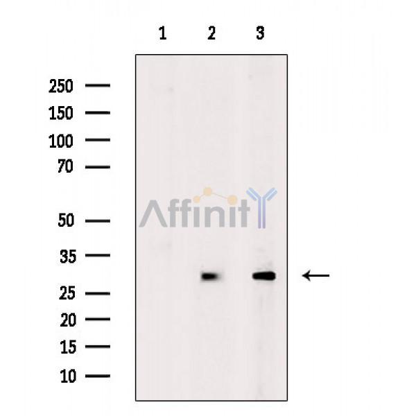Валидация Affinity DF2725 - 13449