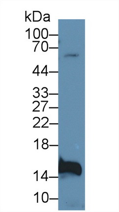 17595