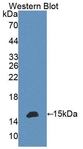 58335