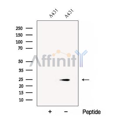 Валидация Affinity DF12894 - 7638