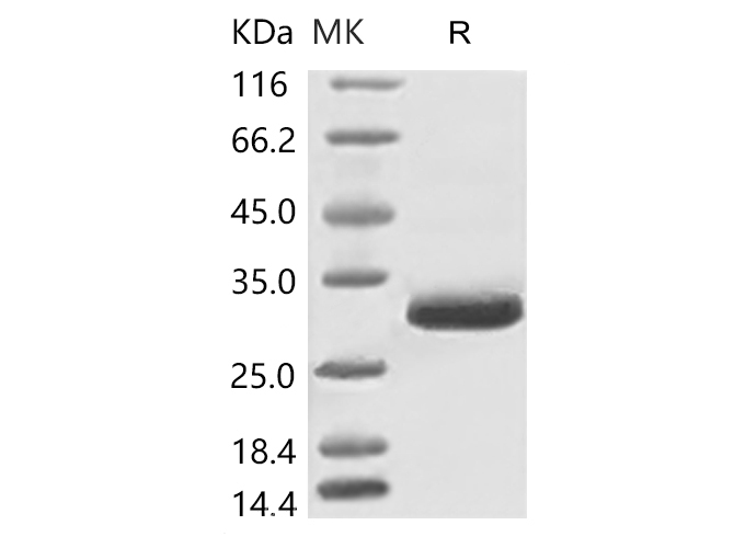 Валидация Elabscience PKSR030501(5806)