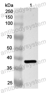 Валидация AntibodySystem PHA64001