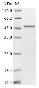 SDS-PAGE