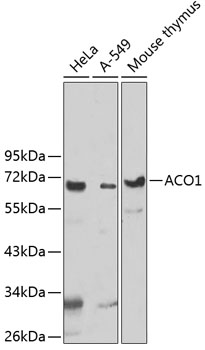 Валидация Elabscience E-AB-92696