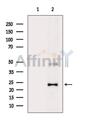 Валидация Affinity DF13786 - 9457