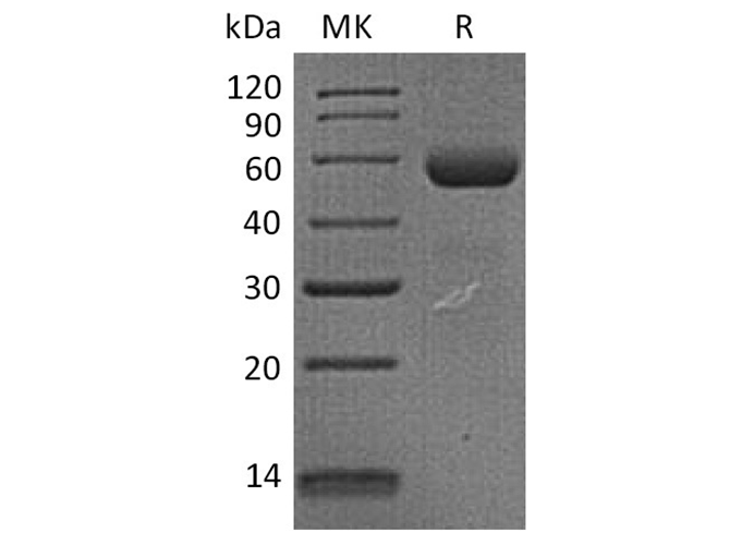 Валидация Elabscience PKSH033706(3985)