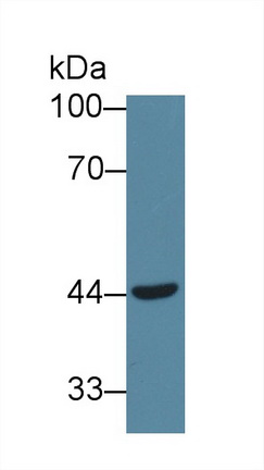 50694