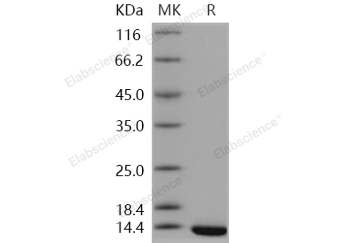 Валидация Elabscience PKSH031167(1938)
