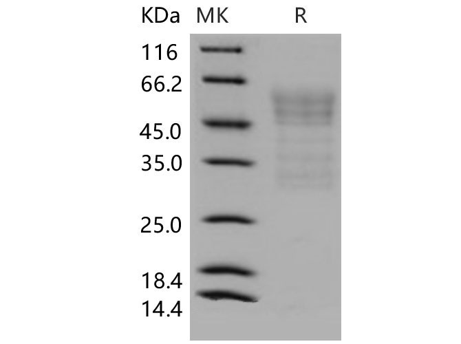 Валидация Elabscience PKSM040569(4556)