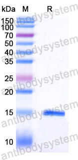 Валидация SDS-PAGE - AntibodySystem RHJ24001